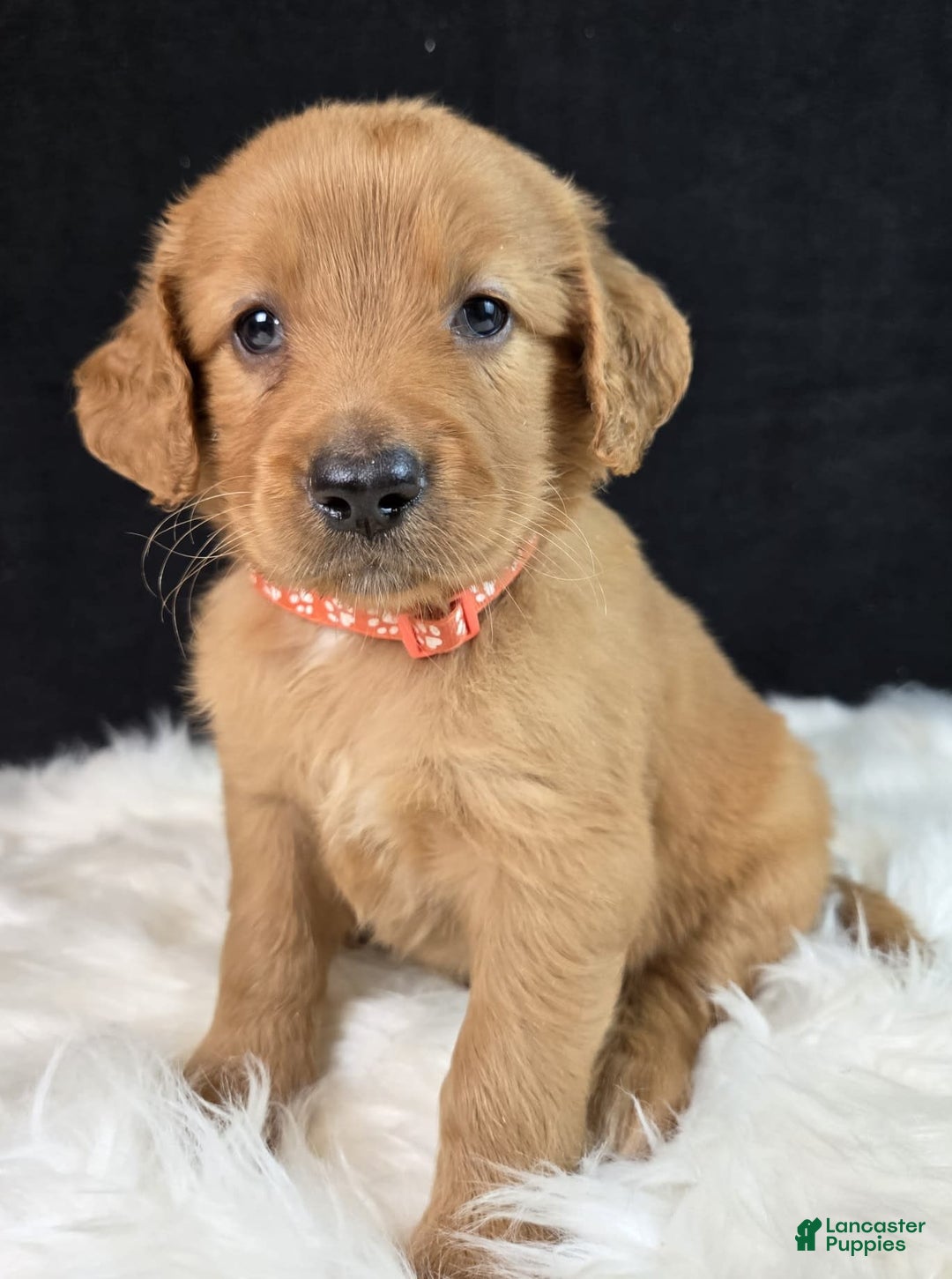 Goldendoodle dogs for sale: Robyn - Image 11