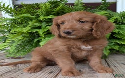 Goldendoodle dogs for sale: Ellie - Image 10