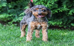 Cavapoo dogs for sale: Mufasa - Image 3
