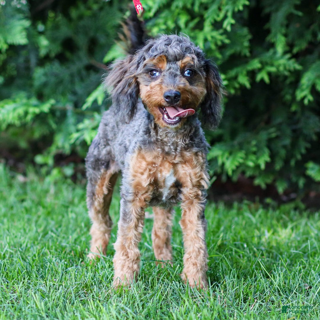 Cavapoo dogs for sale: Mufasa - Image 3