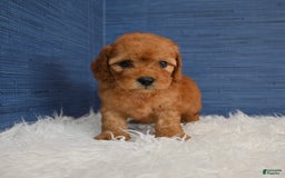 Cavapoo dogs for sale: Izaiah - Image 3