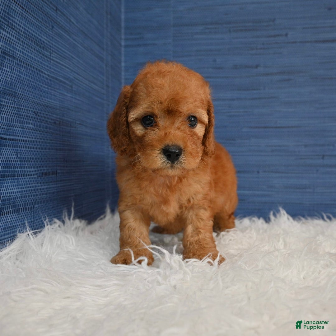 Cavapoo dogs for sale: Izaiah - Image 3