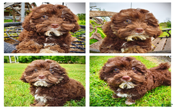 Havapoo dogs for sale: Tucker - Image 7