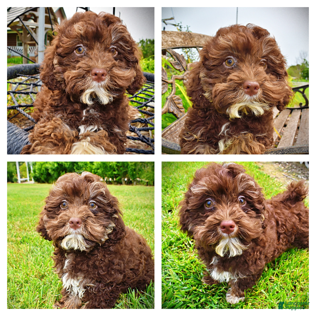 Havapoo dogs for sale: Tucker - Image 7