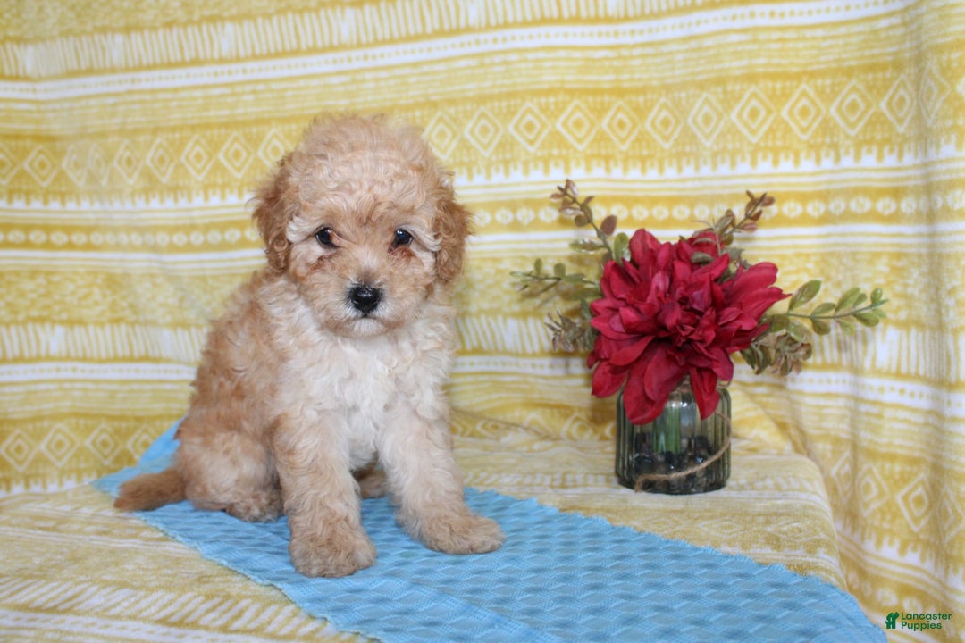 Mini Goldendoodle dogs for sale: Lewis - Image 3