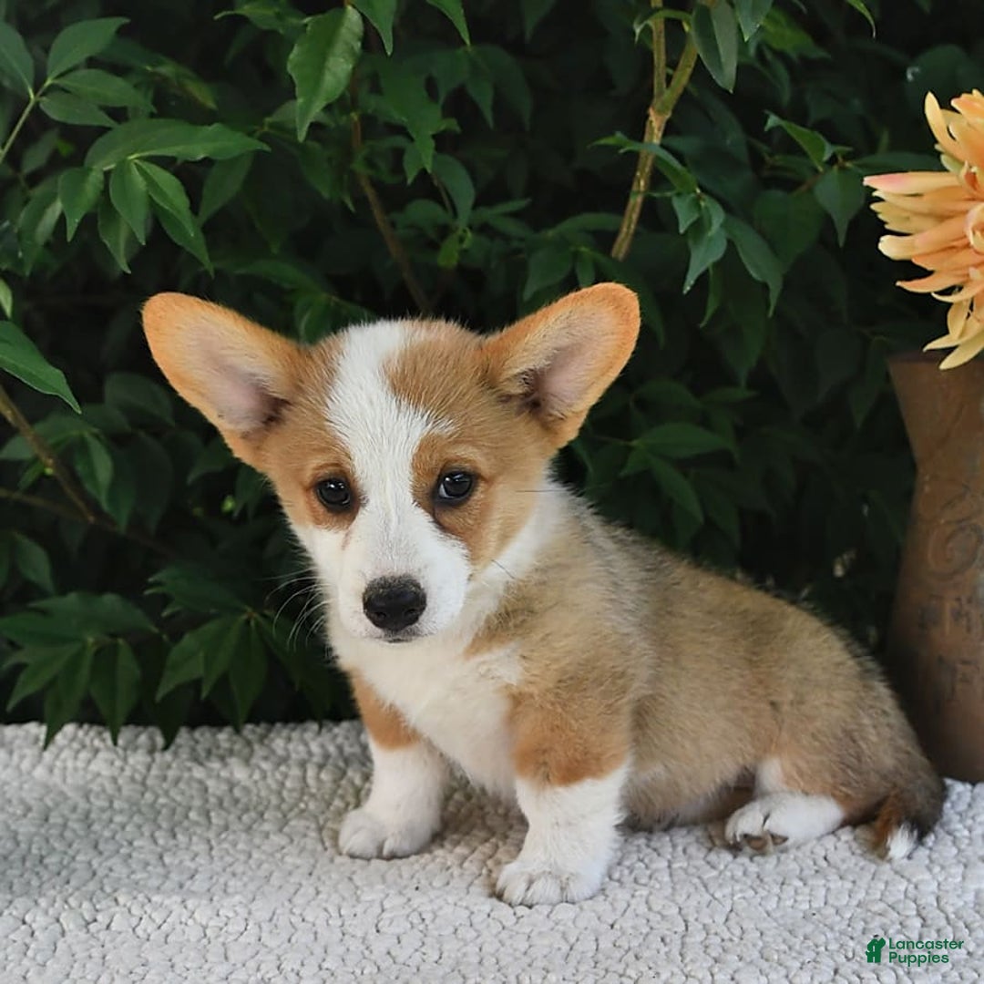 Welsh Corgi Pembroke dogs for sale: Aspen - Image 2