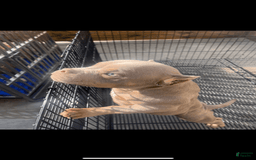 American Bully dogs for sale: Lance - Image 21