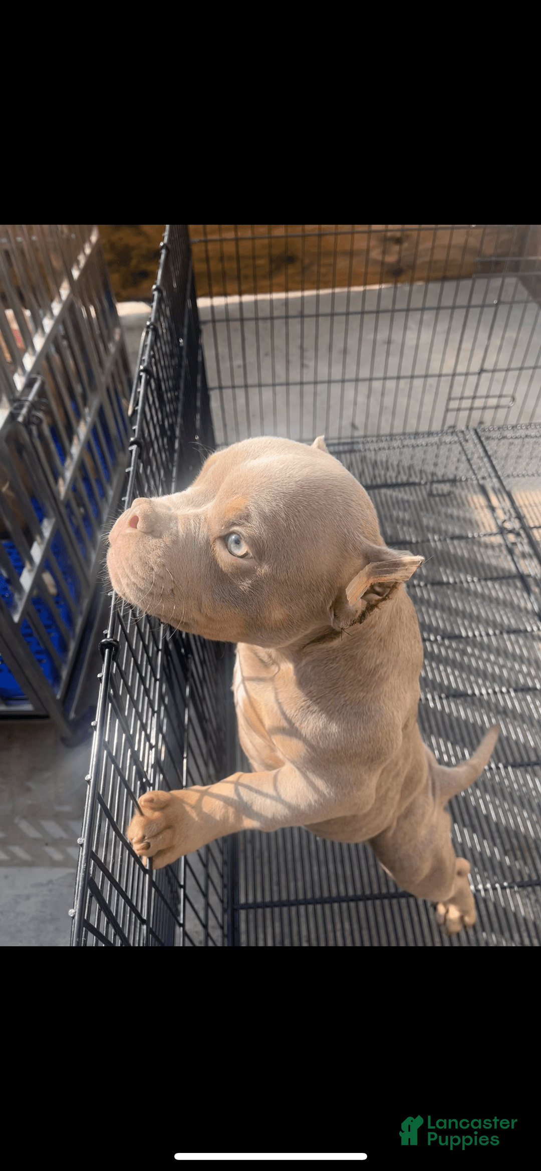 American Bully dogs for sale: Lance - Image 21