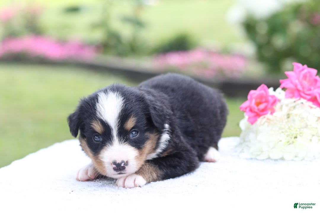 Bernese Mountain Dog dogs for sale: Phoebe AKC - Image 2