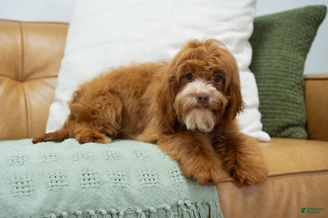 Cavapoo dogs for sale: Natalie - Image 10