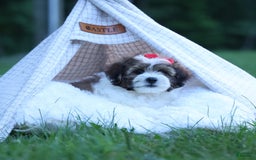 Shihpoo dogs for sale: Hugo - Image 6
