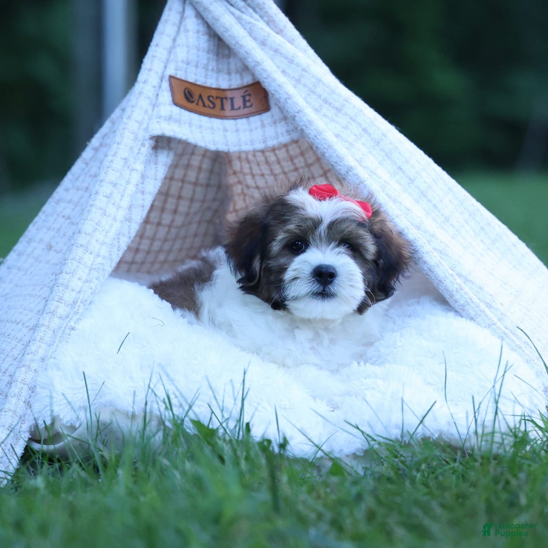 Shihpoo dogs for sale: Hugo - Image 6
