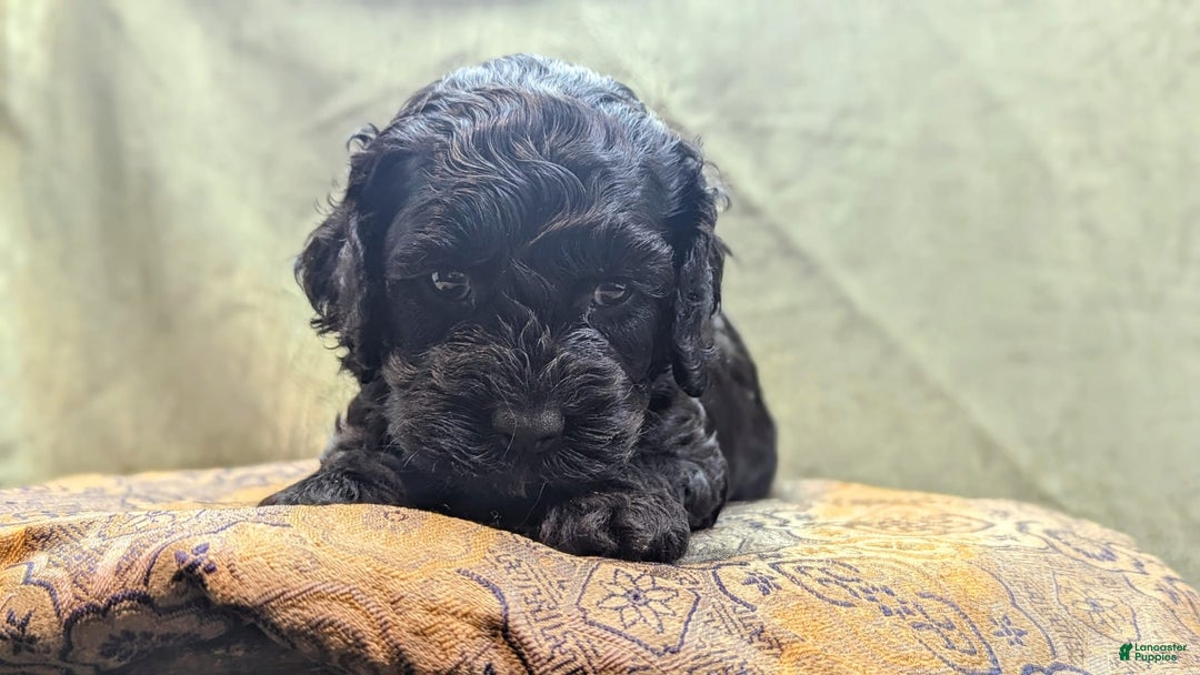 Cockapoo dogs for sale: Emily - Image 9