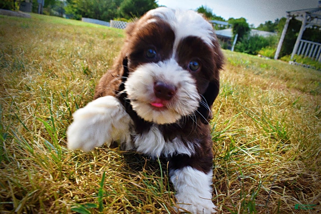 Havapoo dogs for sale: Juliet - Image 17