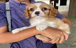 Cavalier King Charles Spaniel dogs for sale: Moonlight - Image 1