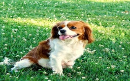 Cavapoo dogs for sale: Mason - Image 5
