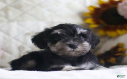 Miniature Schnauzer dogs for sale: Sandy - Image 3