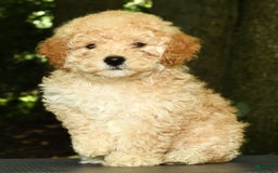 Mini Goldendoodle dogs for sale: Lacey - Image 2