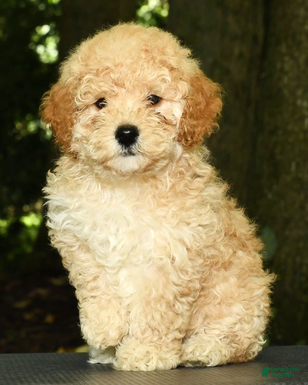 Mini Goldendoodle dogs for sale: Lacey - Image 2