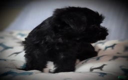 Morkie dogs for sale: Reid - Image 9