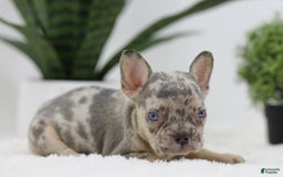 French Bulldog dogs for sale: French Bulldog 5 puppies - Image 11