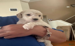 Goldendoodle dogs for sale: Polar - Image 2