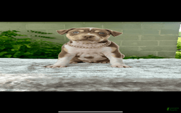 American Bully dogs for sale: Ms Daisy - Image 3