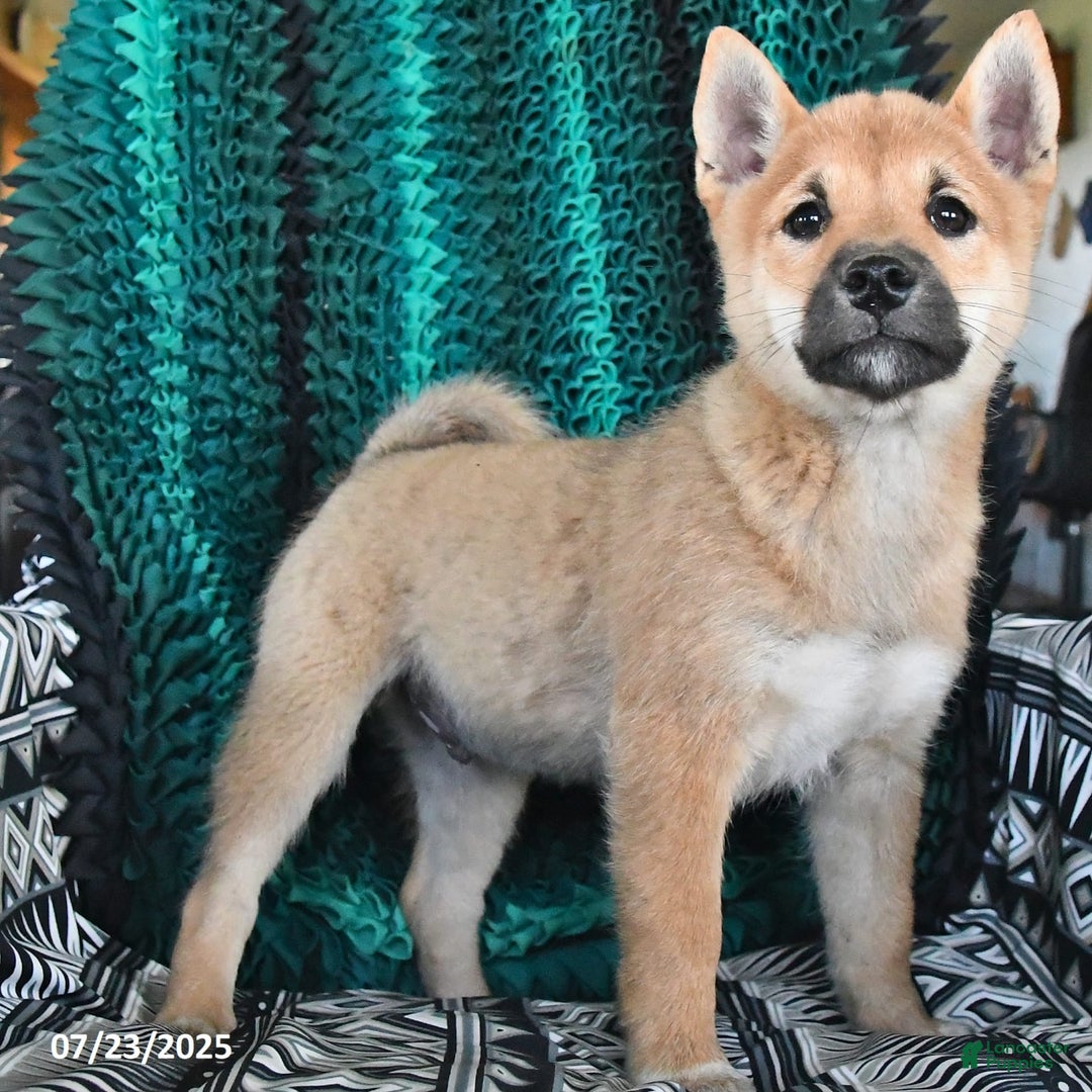 Shiba Inu dogs for sale: Jasper - Image 3