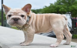 French Bulldog dogs for sale: Rayna Big Rope Velvet Fluffy - Image 22