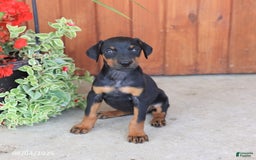 Doberman Pinscher dogs for sale: Destiny - Image 5
