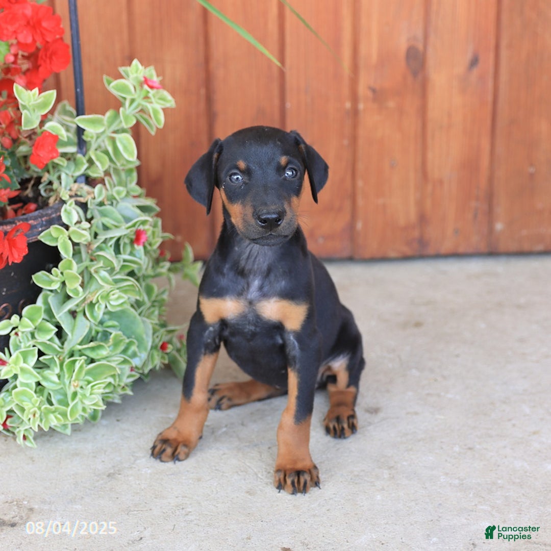Doberman Pinscher dogs for sale: Destiny - Image 5