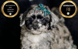 Maltipoo dogs for sale: Howlite - Image 1