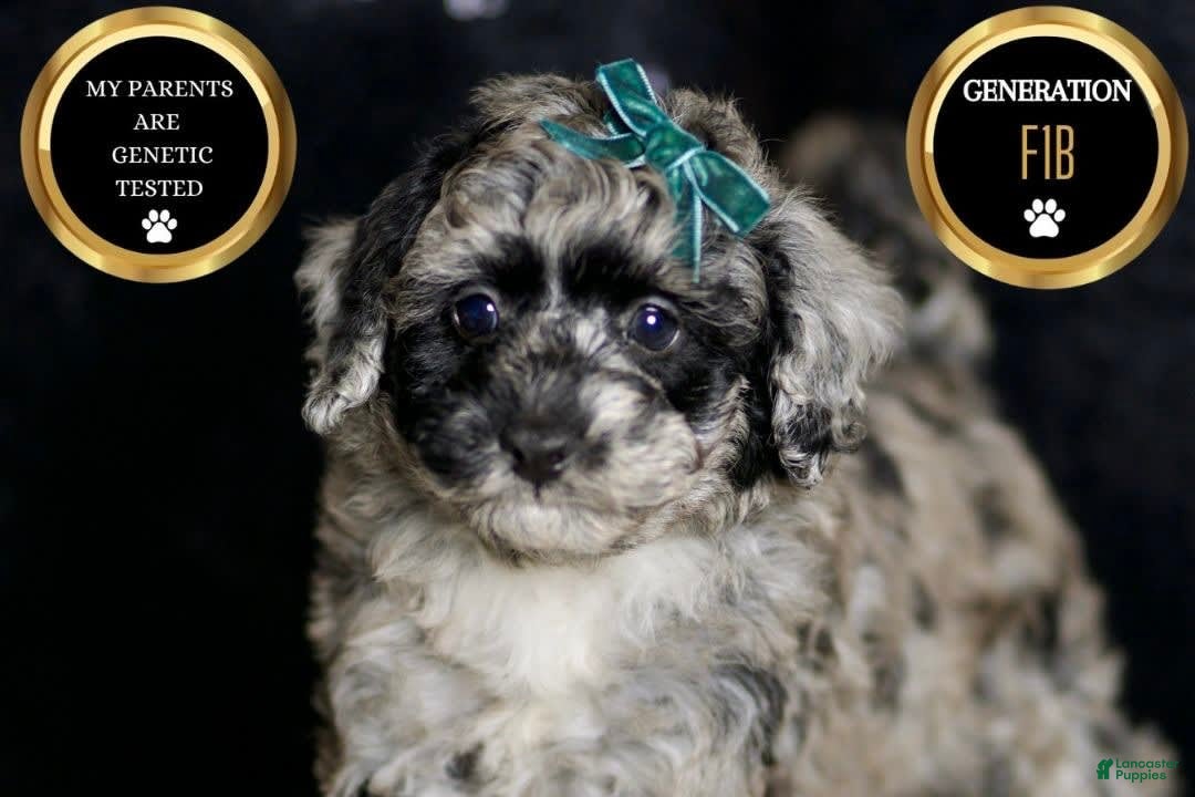 Maltipoo dogs for sale: Howlite - Image 1