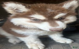 Siberian Husky dogs for sale: Poppy Dark Red Girl - Image 2