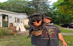 Cane Corso dogs for sale: Midge - Image 1