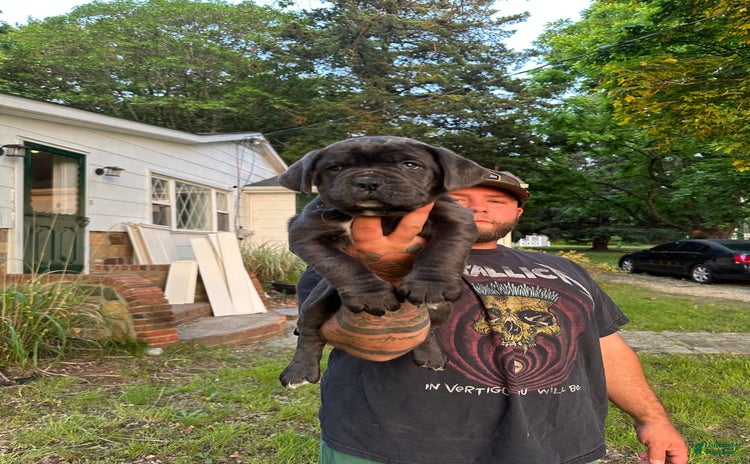Cane Corso dogs for sale - Ad 2