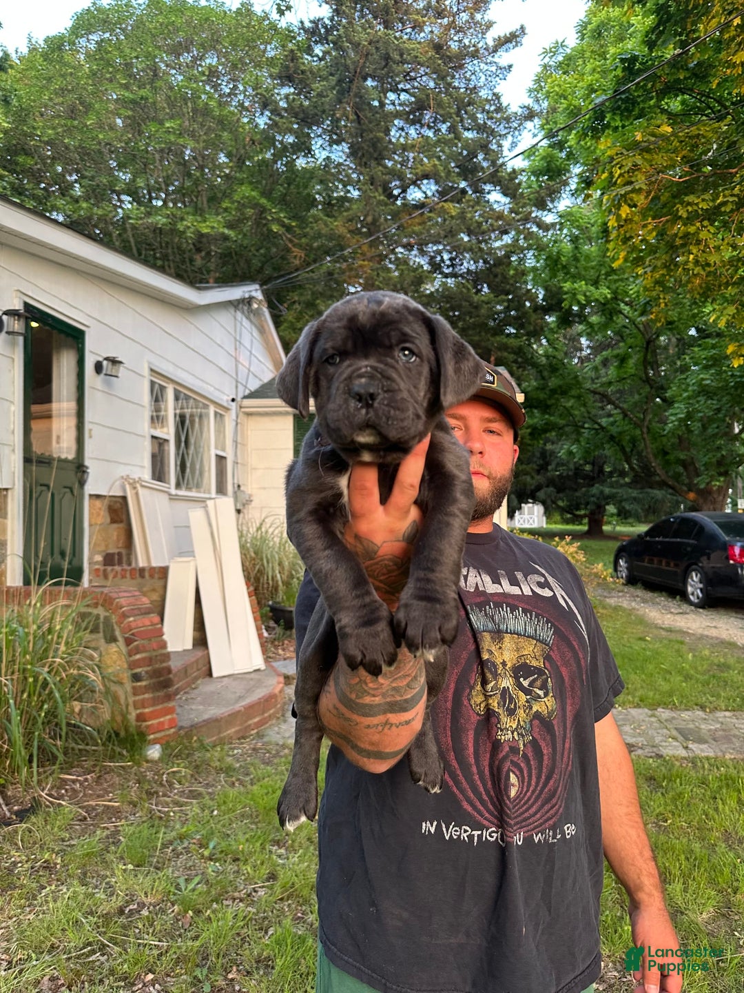 Cane Corso dogs for sale: Midge - Image 1