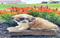 Teddy Bear dogs for sale: Diesel - Image 3