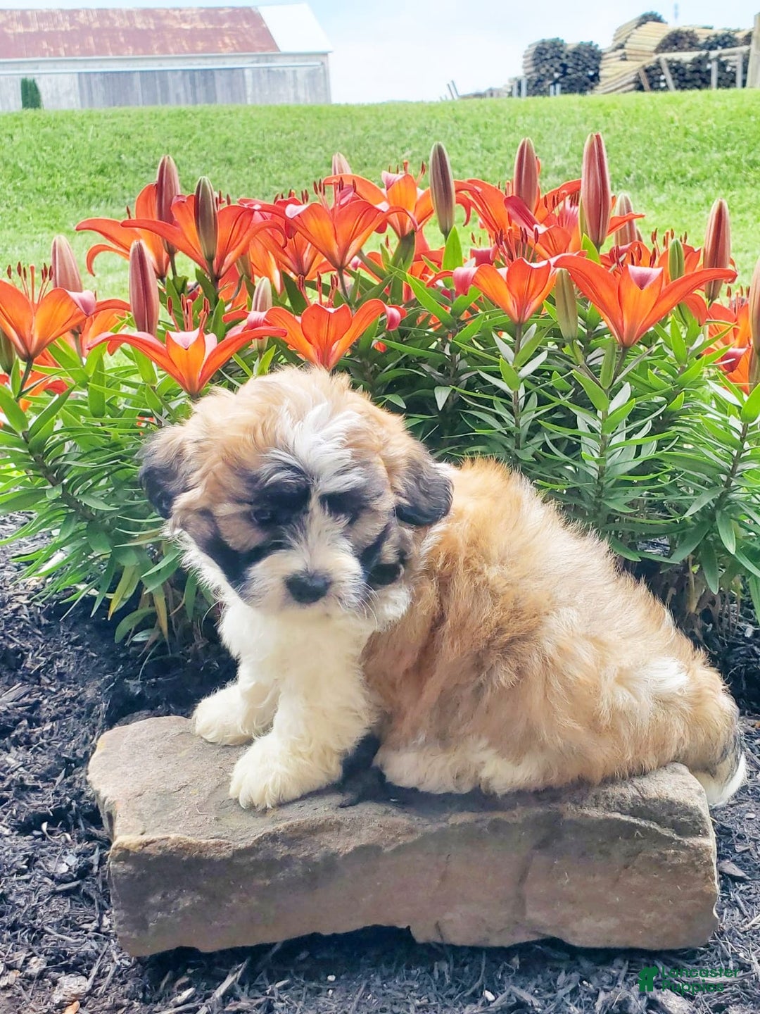 Teddy Bear dogs for sale: Diesel - Image 3