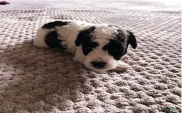 Toy Poodle dogs for sale: Mark Antony - Image 2