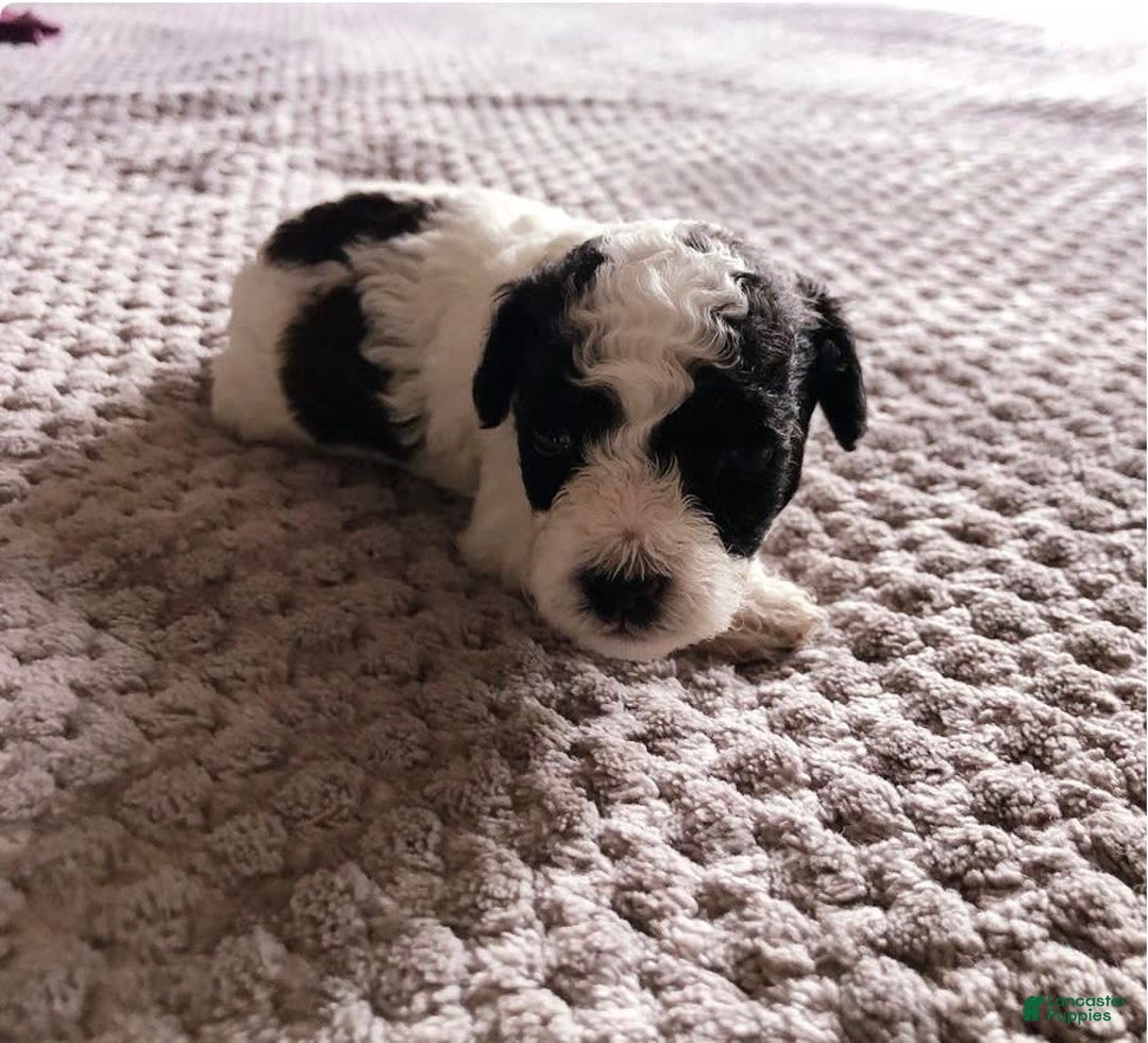 Toy Poodle dogs for sale: Mark Antony - Image 2