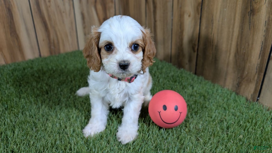 Cavapoo dogs for sale: Fiona Girl 1 - Image 14