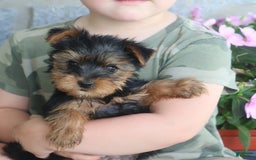 Yorkshire Terrier dogs for sale: Sweetie - Image 8