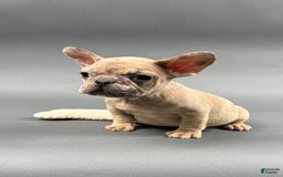 French Bulldog dogs for sale: MELANIE - Image 3