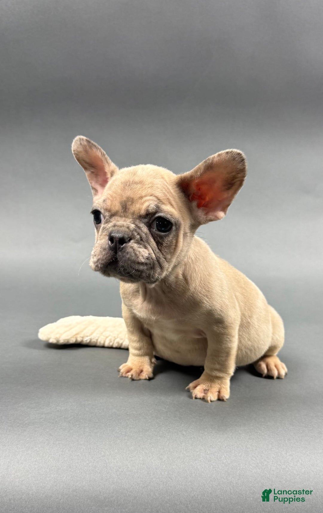 French Bulldog dogs for sale: MELANIE - Image 3