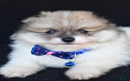 Pomeranian dogs for sale: Teddy - Image 5
