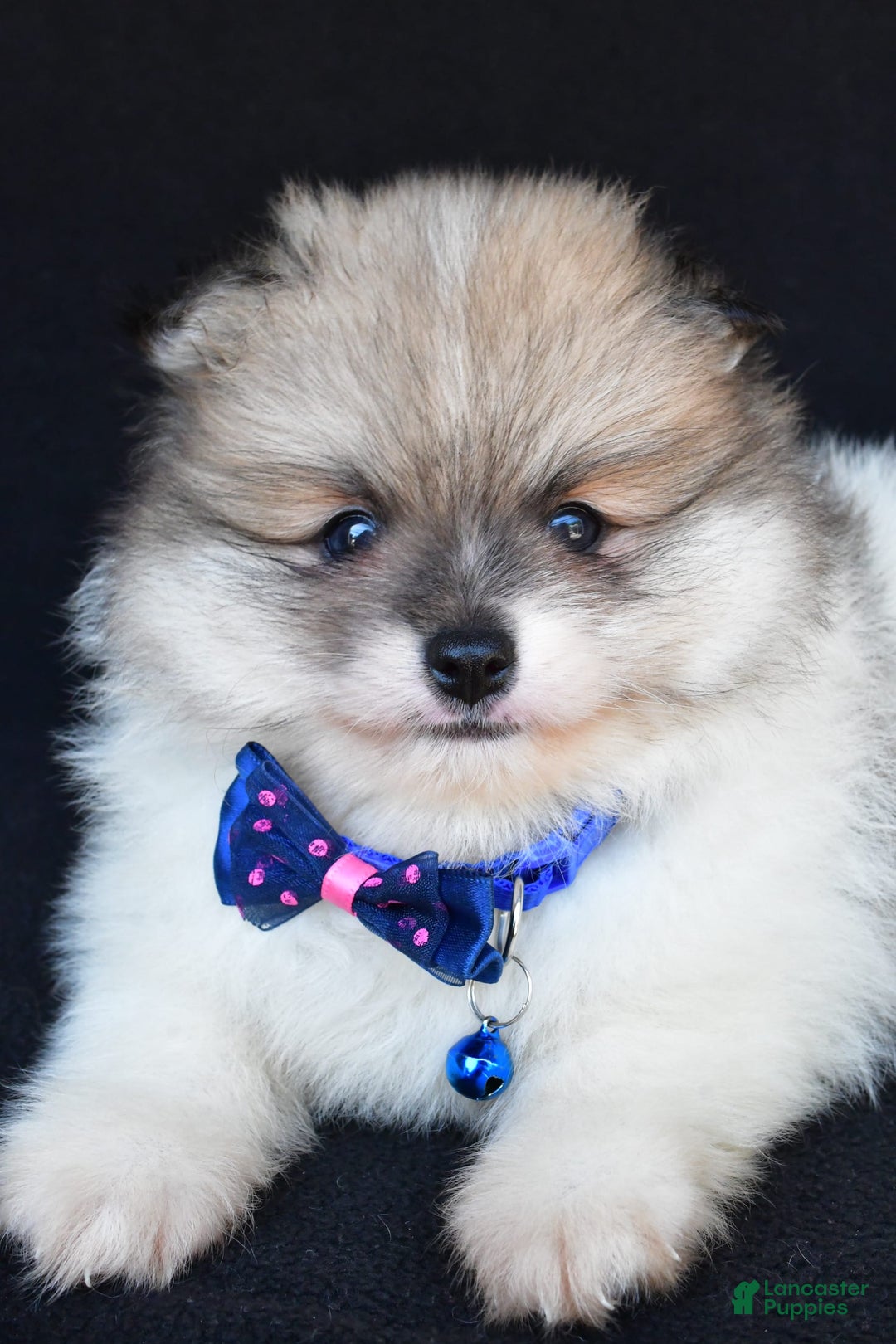 Pomeranian dogs for sale: Teddy - Image 5
