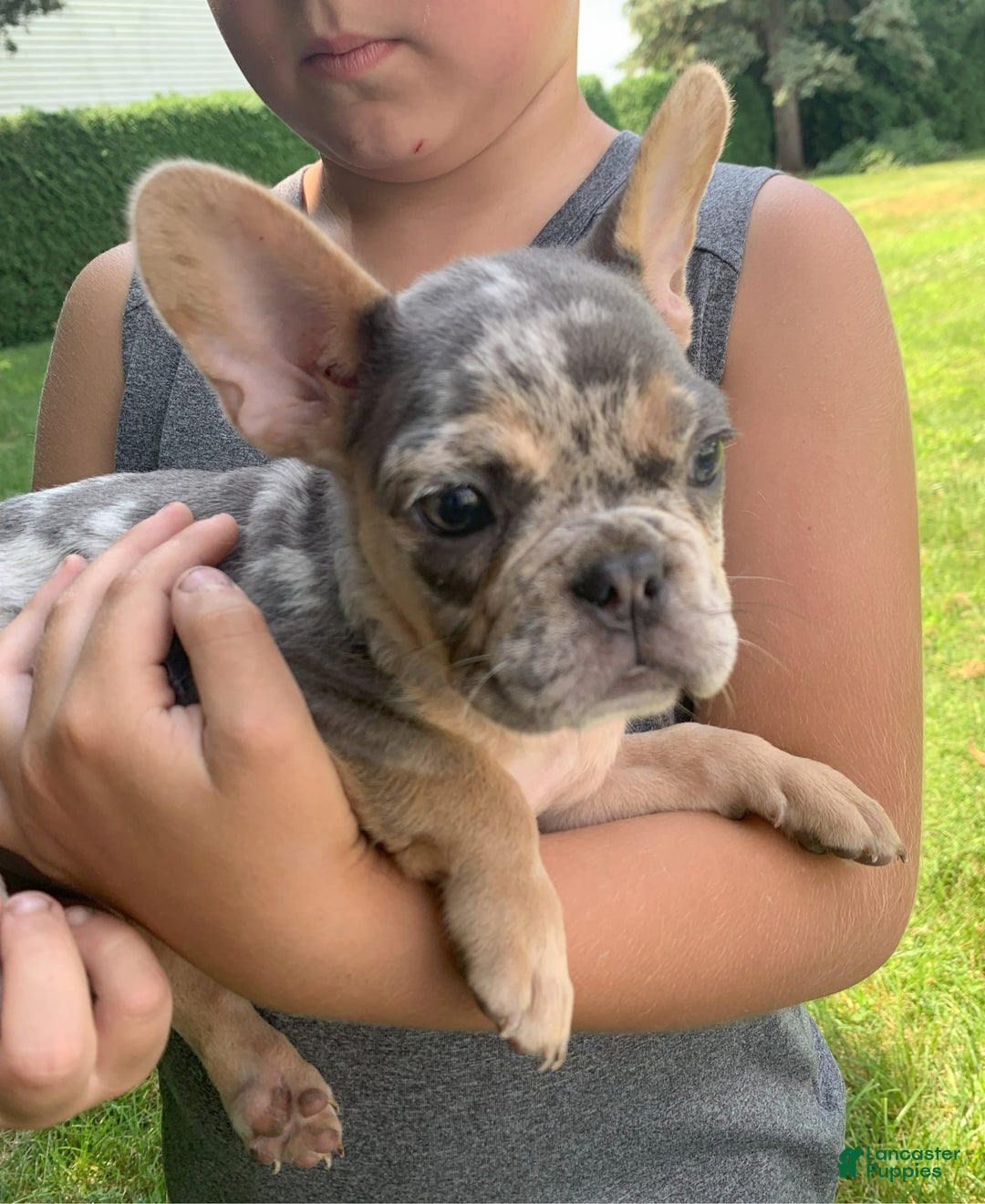 French Bulldog dogs for sale: Nelly - Image 1