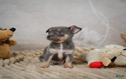 Chihuahua dogs for sale: Sally - Image 8