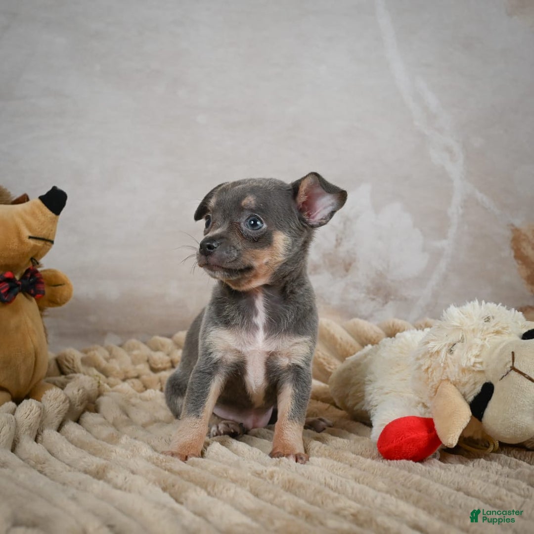 Chihuahua dogs for sale: Sally - Image 8